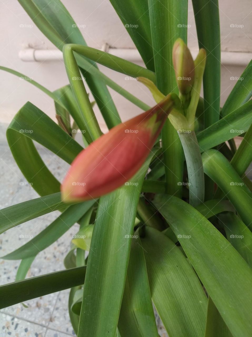 red Lilly striped Barbados flower bud, growing up very beautiful generally found everywhere fresh seasonal
