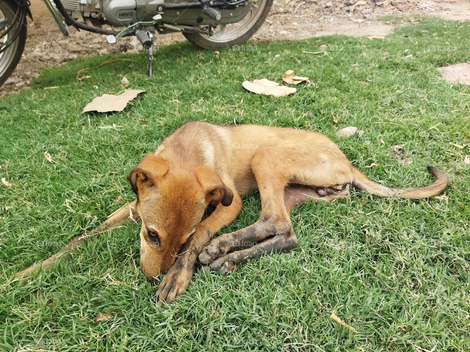 urban wildlife: street dog in garden enjoy sleep
