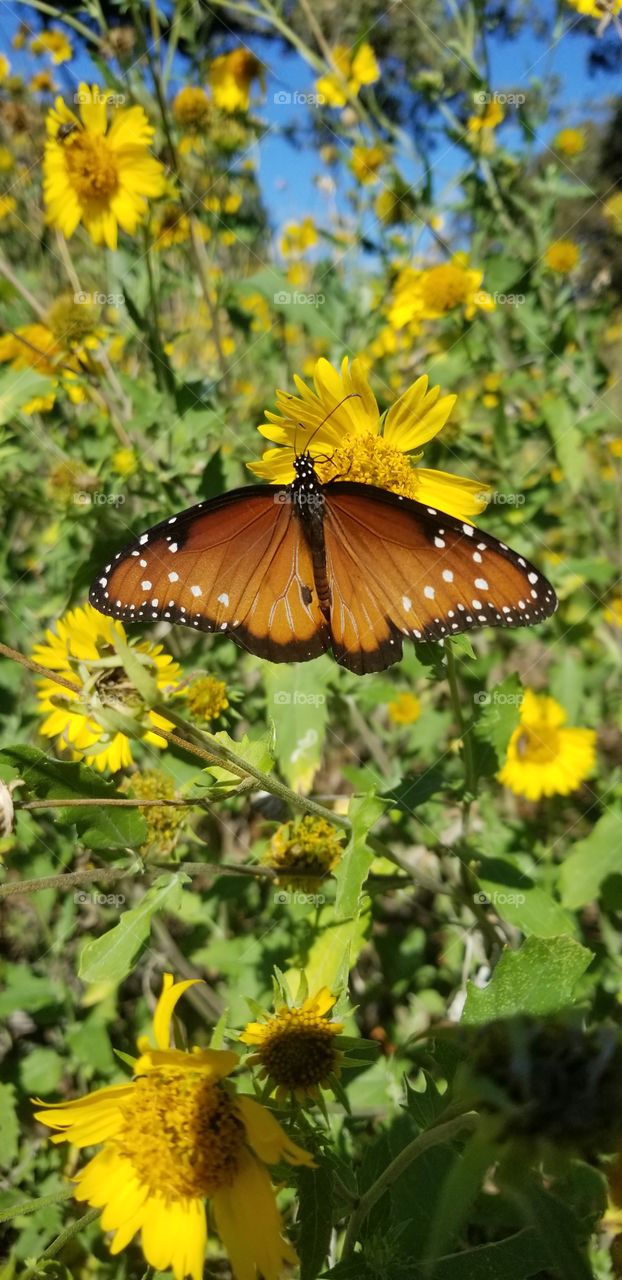A male Queen butterfly (Danaus gilippus) pauses to feed from a bright yellow sunflower.