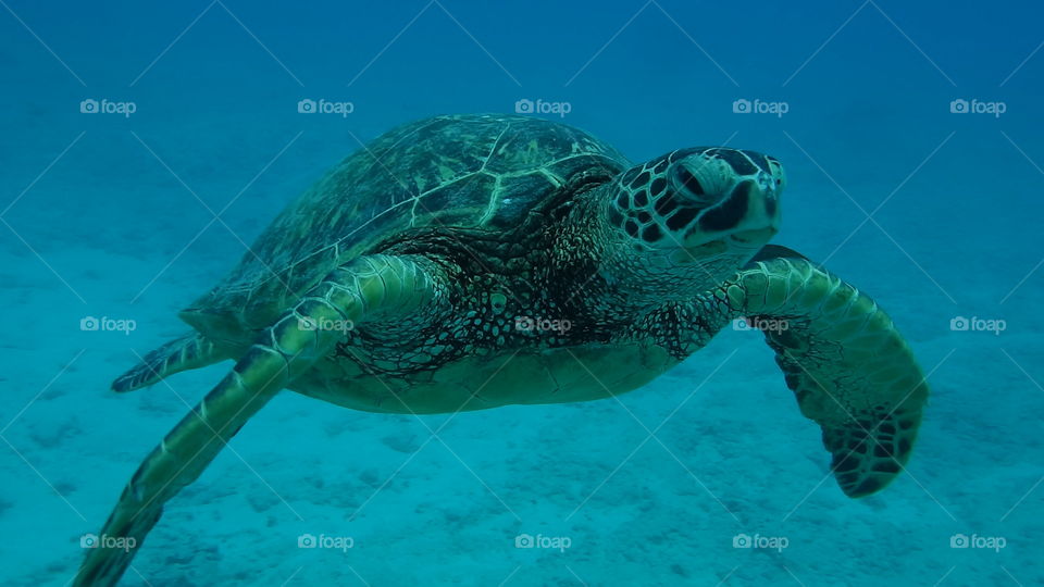 Green Sea Turtle in Mamala Bay