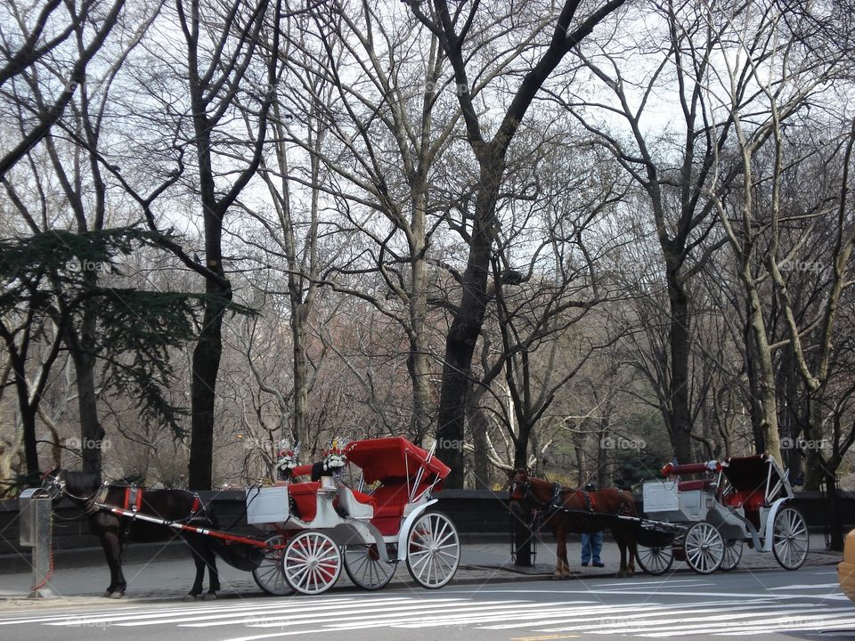 Central Park Carriages