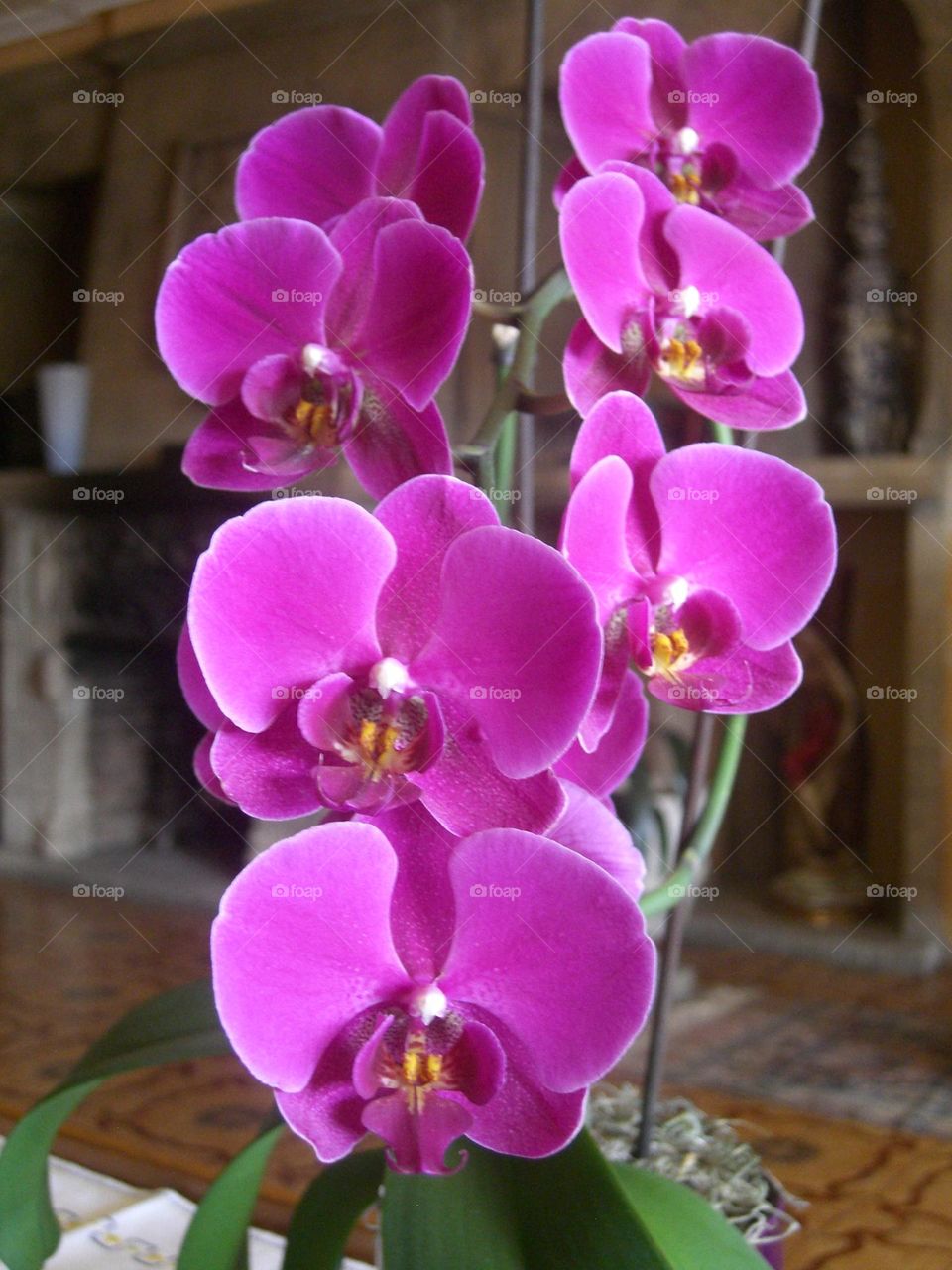 orquídeas, Phalaenopsis