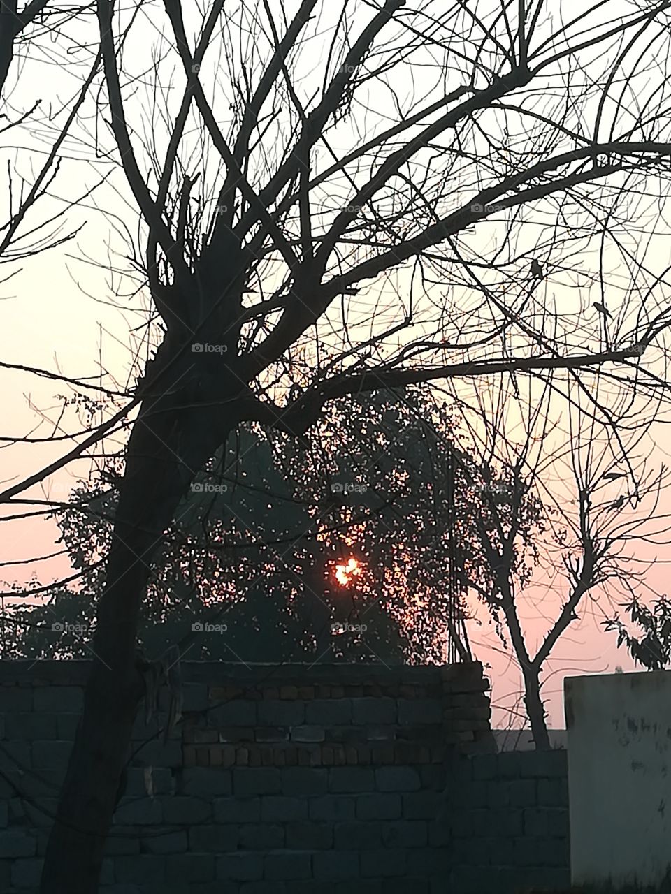 The SunSet.
Its Fine weather.
The clouds is so clear and blue.
You can see The sunLight was covered by the tree leaves.
The big tree infront have Lots of birds in its branches.