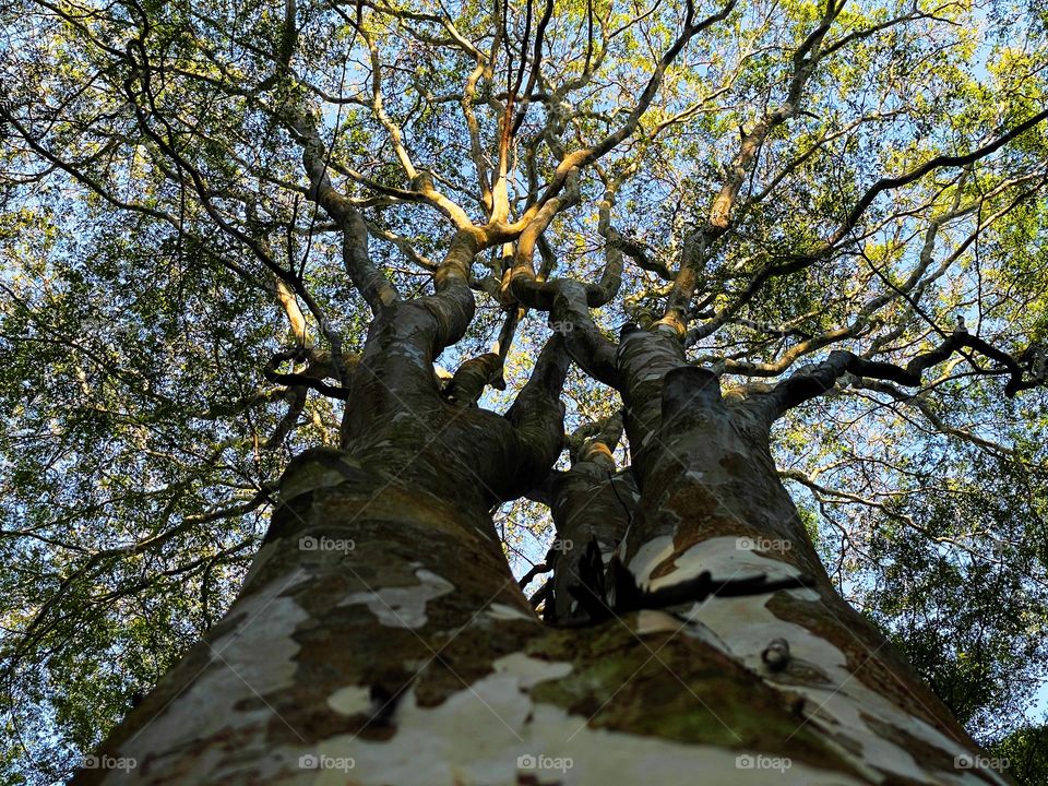 I see double, two trunks on the same tree