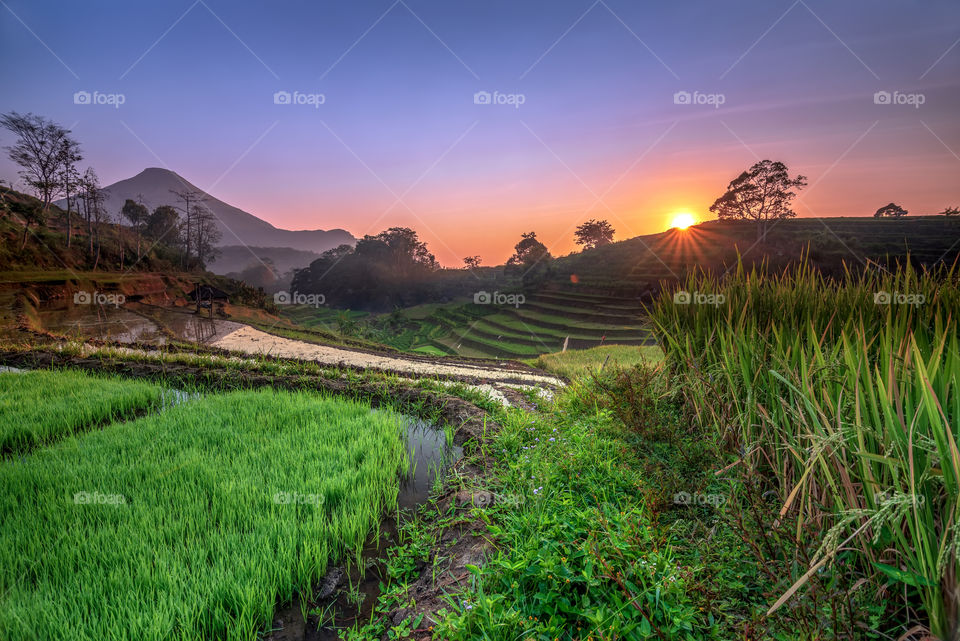 sunrise in rice fields
