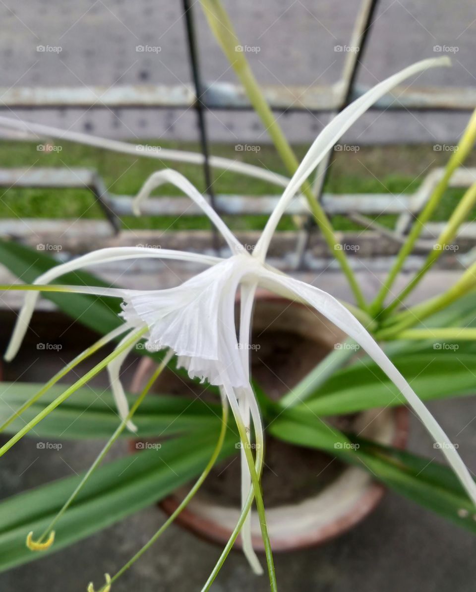 Focus White Flower Image