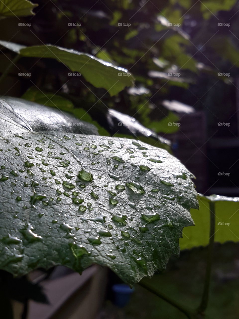 Drops. Rain drops. After rain. Zielona Góra. Poland.