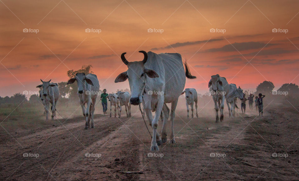 The herd coming home