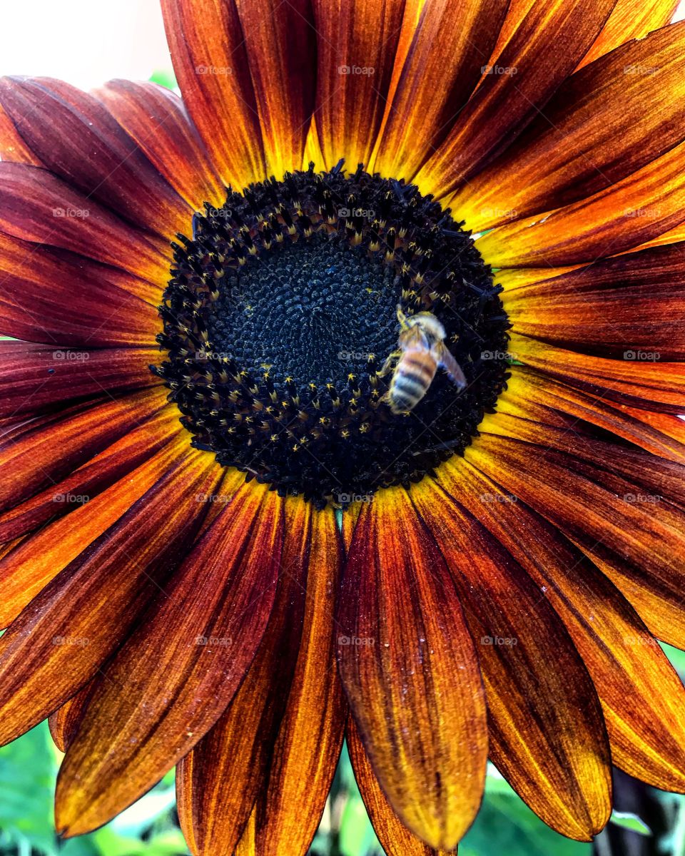 Sunflower feeding the bee 