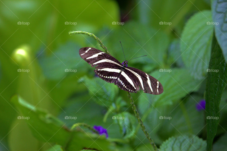 Nature, Butterfly, Leaf, No Person, Summer