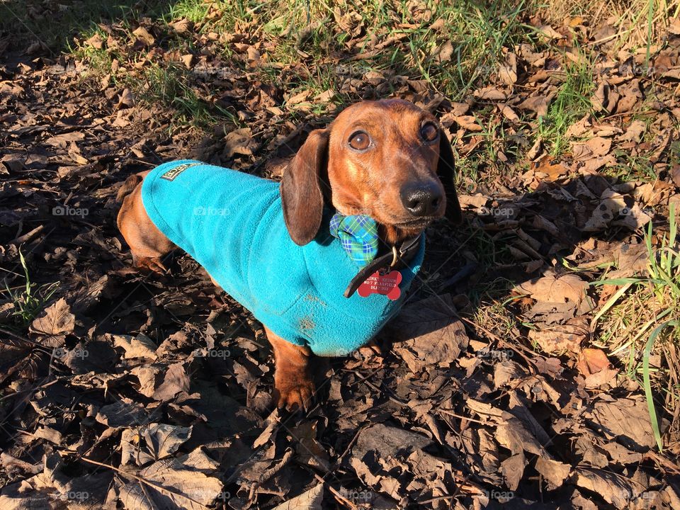 Slinky ... Miniature Dachshund... looking so smart wearing a fleece coat and dicky bow tie 💙