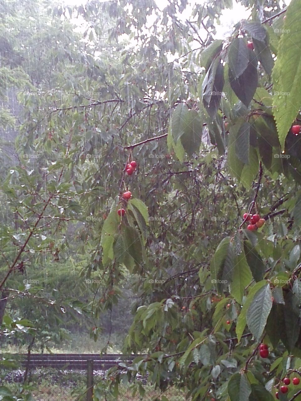 Cherries in the rain