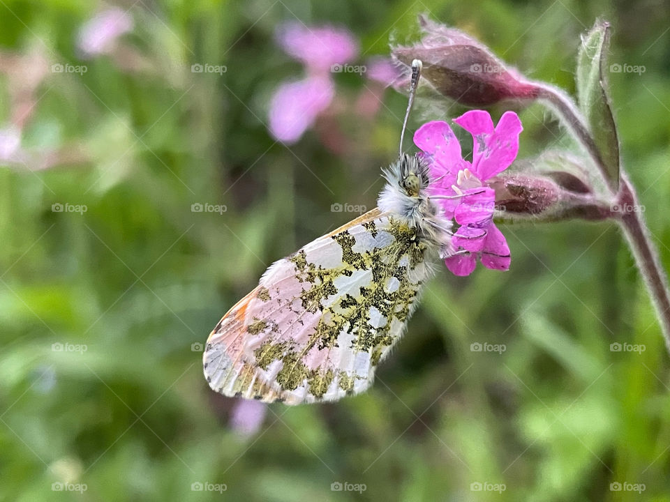 Camouflage, wing underside green and white 