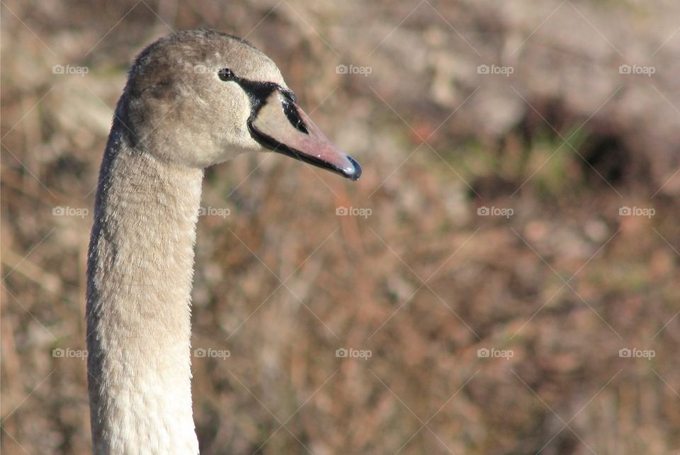 Young Swan Neck And Head Close-Up