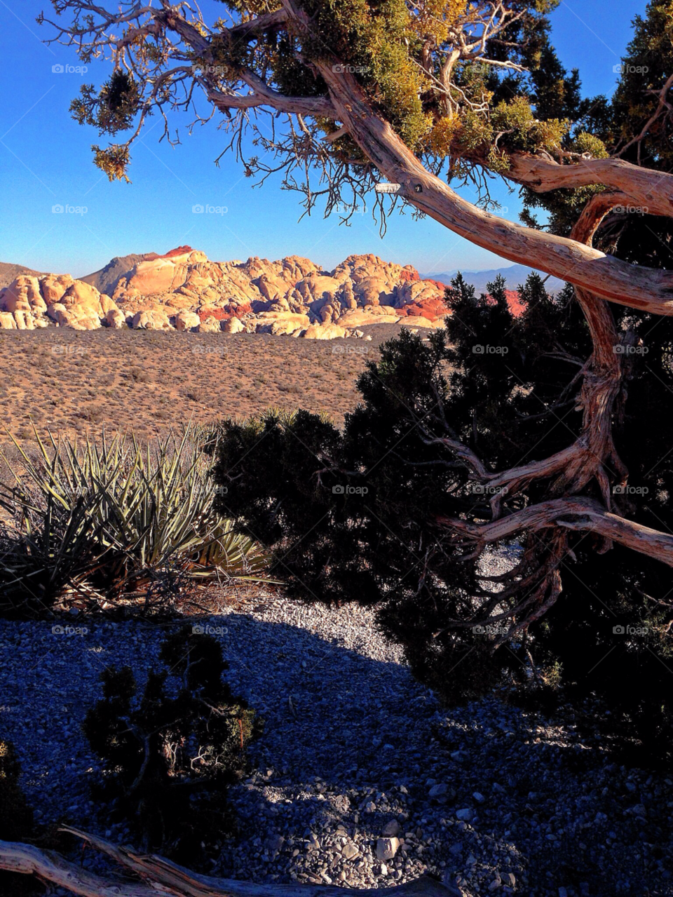 red rock canyon las vegas landscape sky tree by stevehardley7