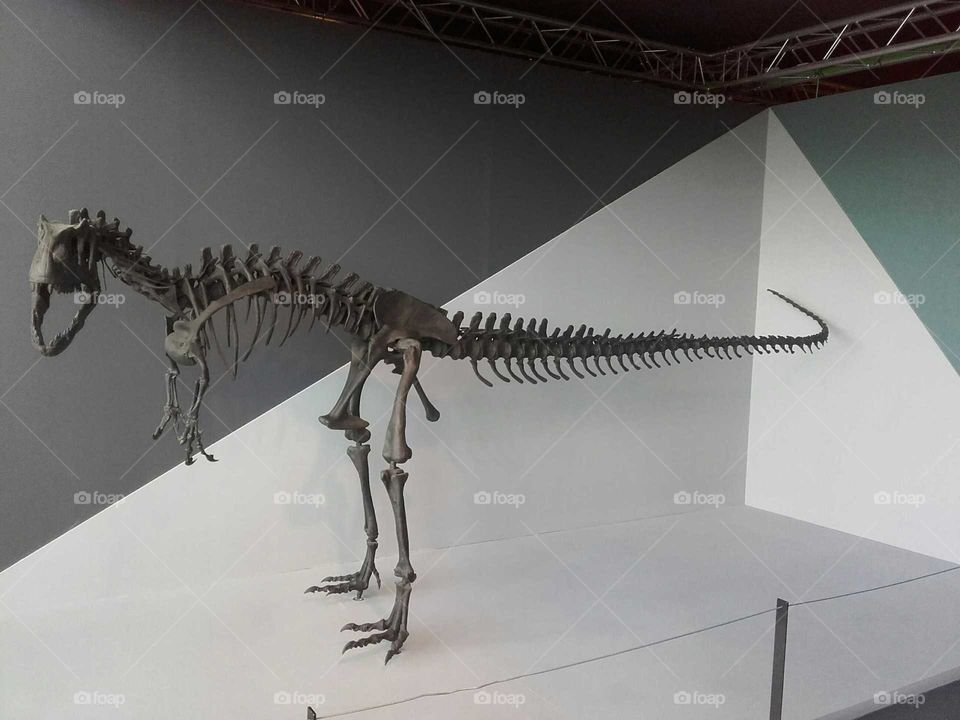 Dinosaur skeleton, museum