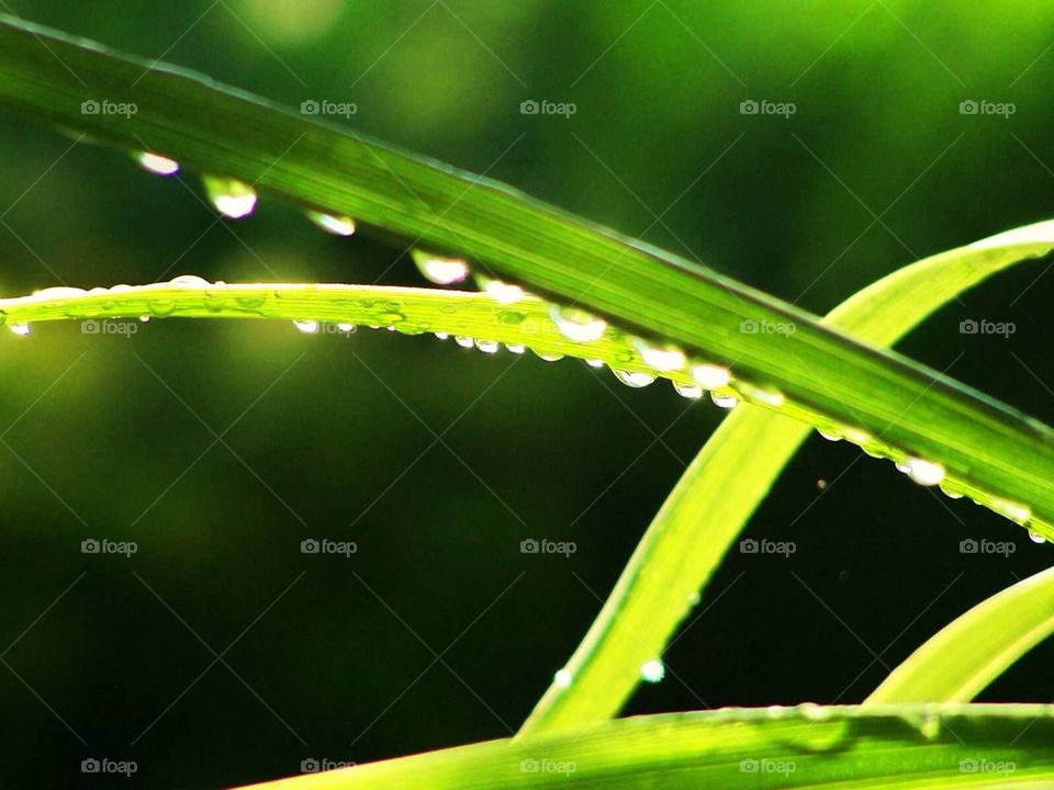 Raindrops