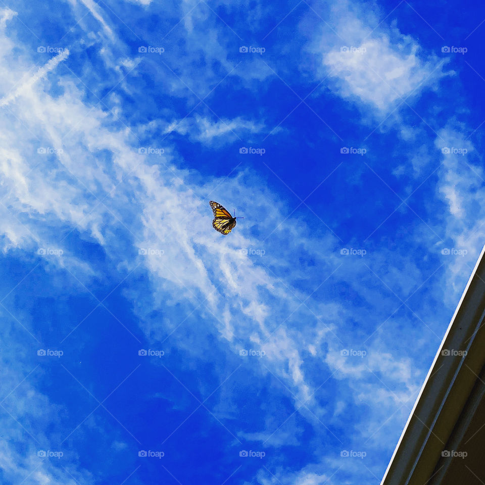 Butterfly sky
