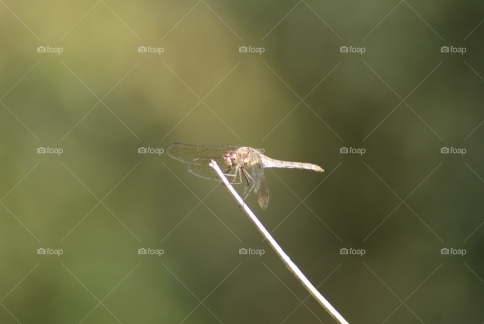 Insect, Dragonfly, Nature, Animal, Wildlife