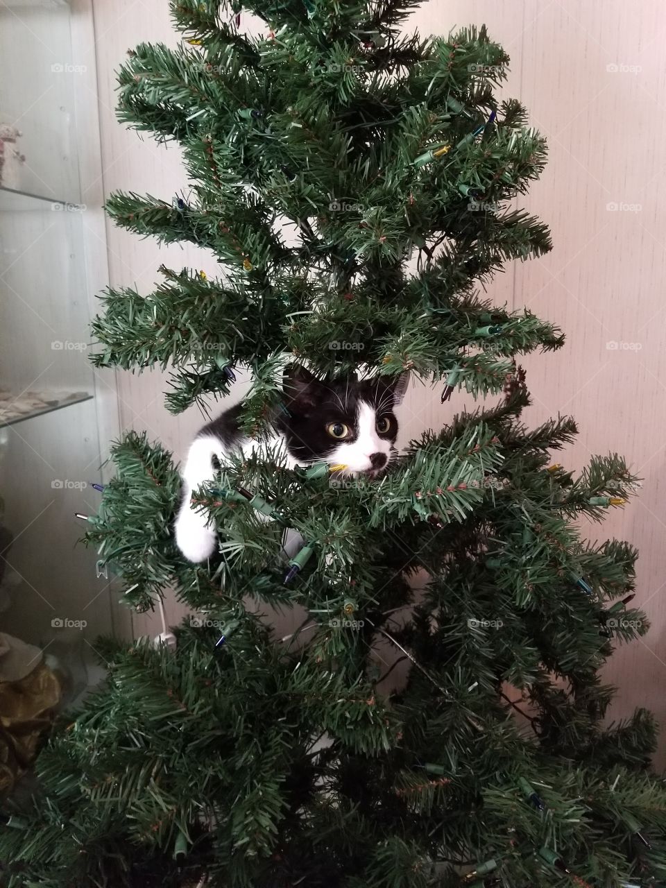 tree helper