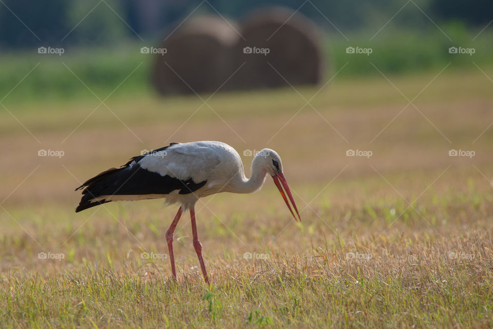 Wildlife, Bird, Animal, Nature, Stork