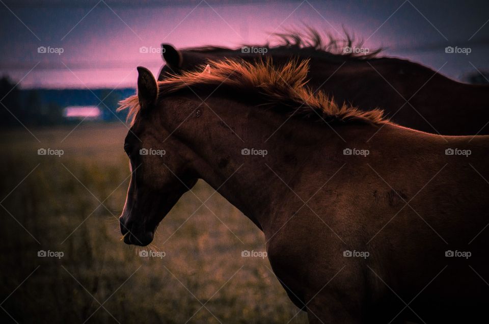 Horses at Sundown