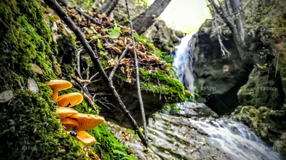 nature waterfall bulgaria and mushroom