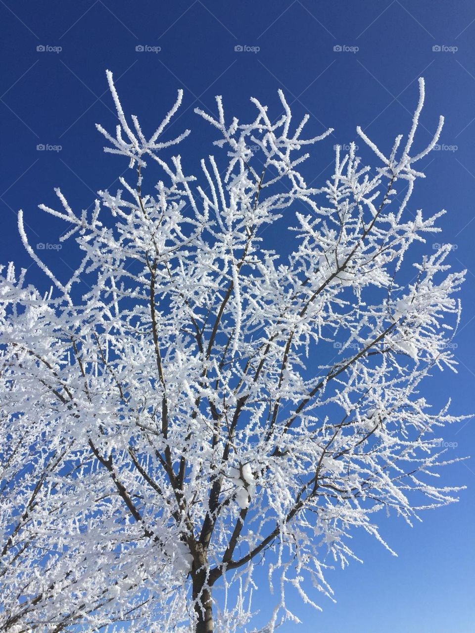 El árbol de invierno 