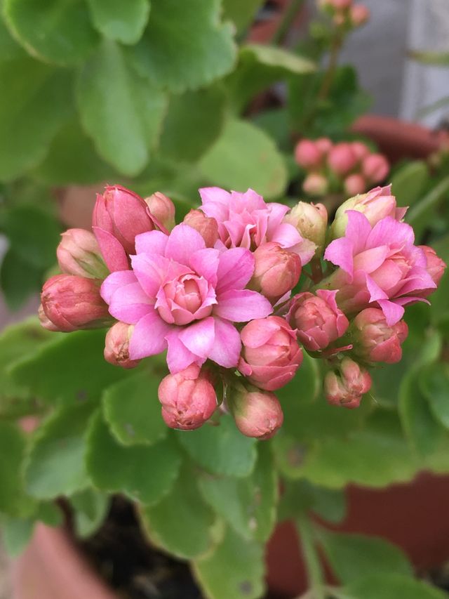 Aprile 