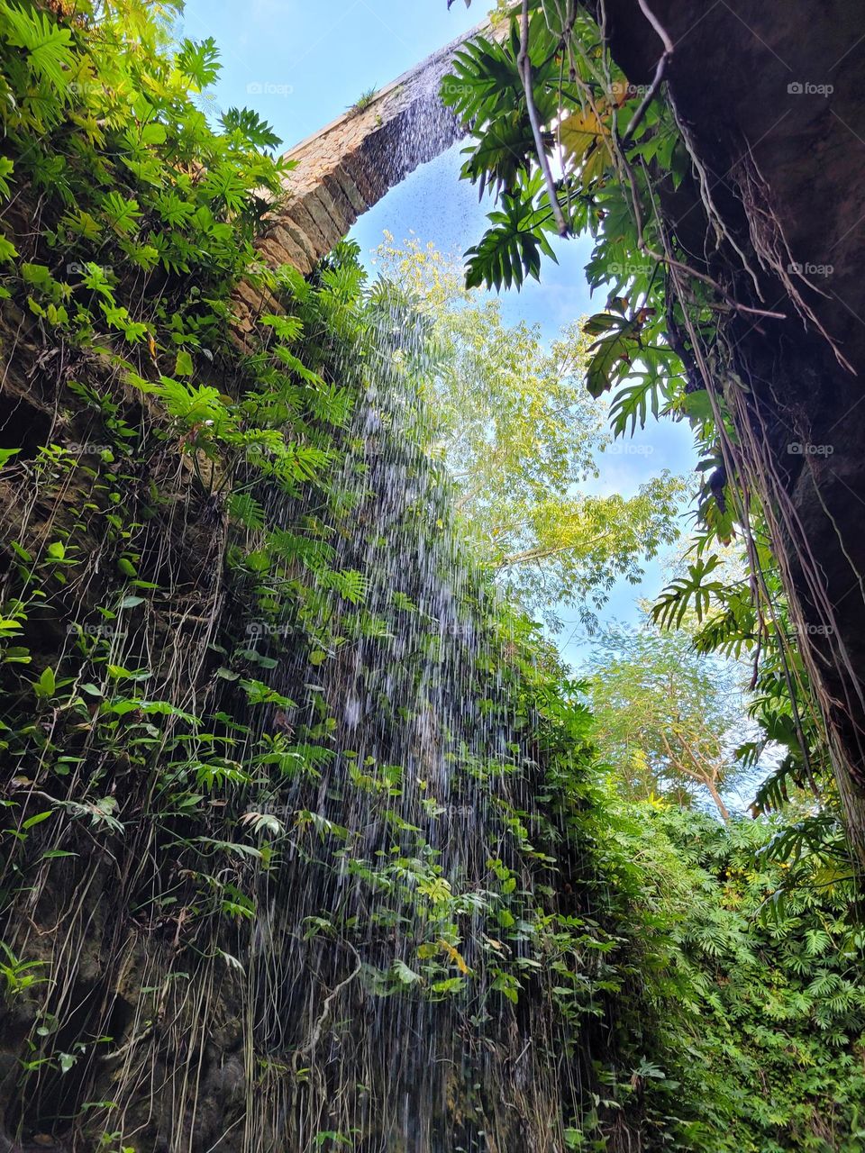 bosque y cascada de agua