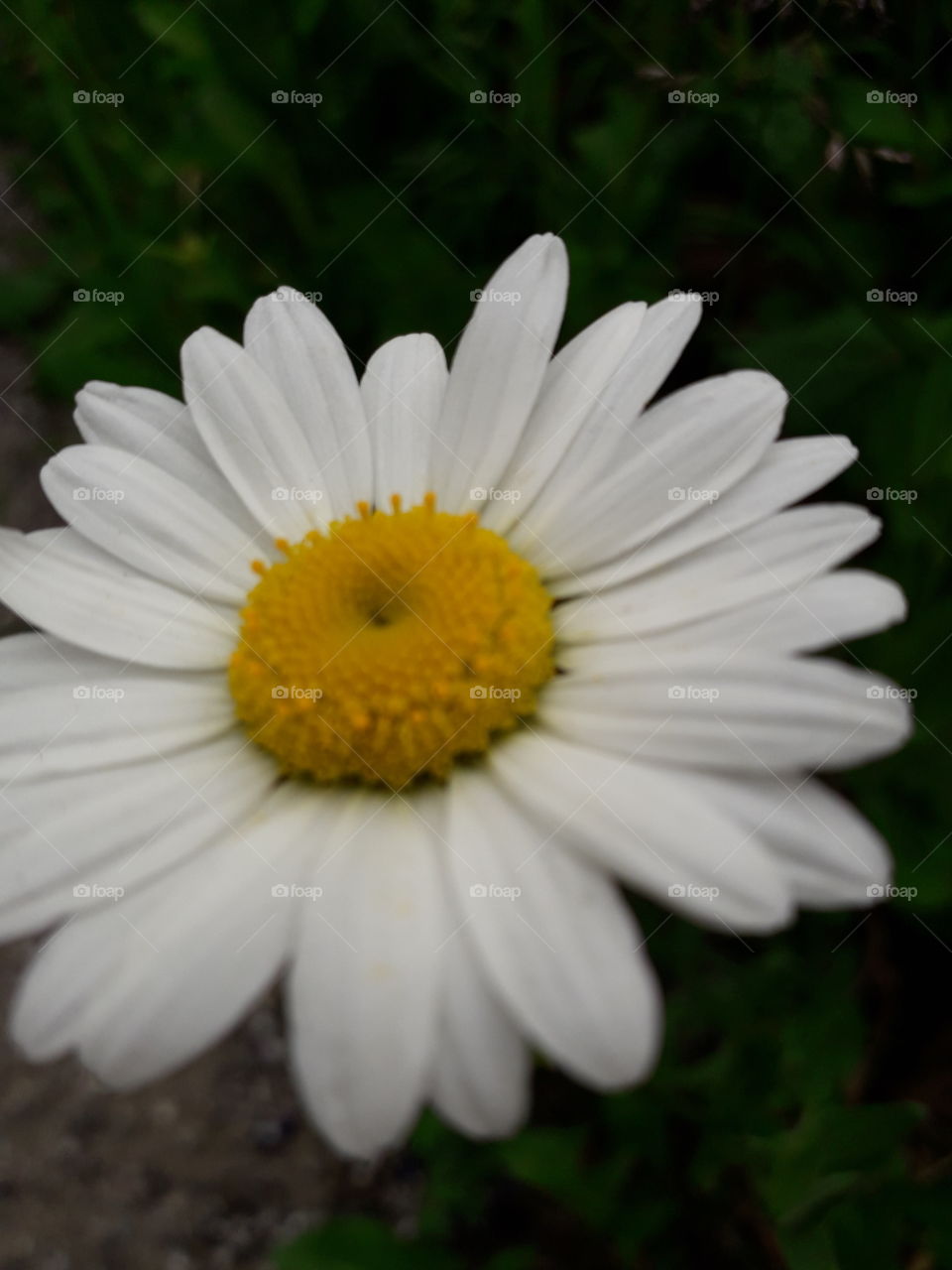 daisy