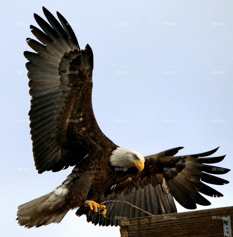 Bald Eagle with Stick for Nest