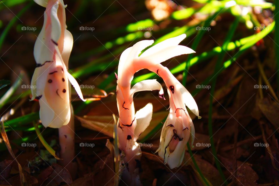 Pink and white new growth from the leafy ground.