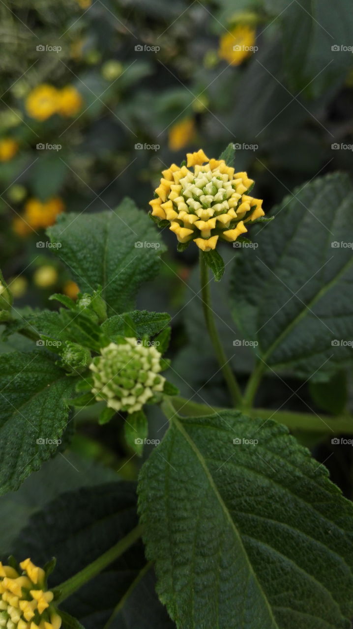 Yellow flower bud