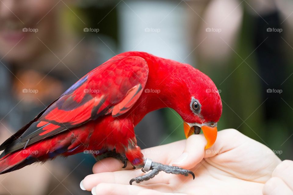 Bright red parrot biting on a finger