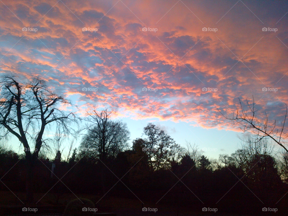 winter sunset trees skyline by ashepperdson