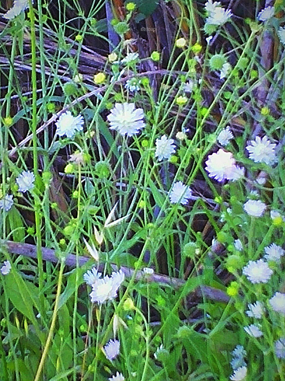 Little flowers