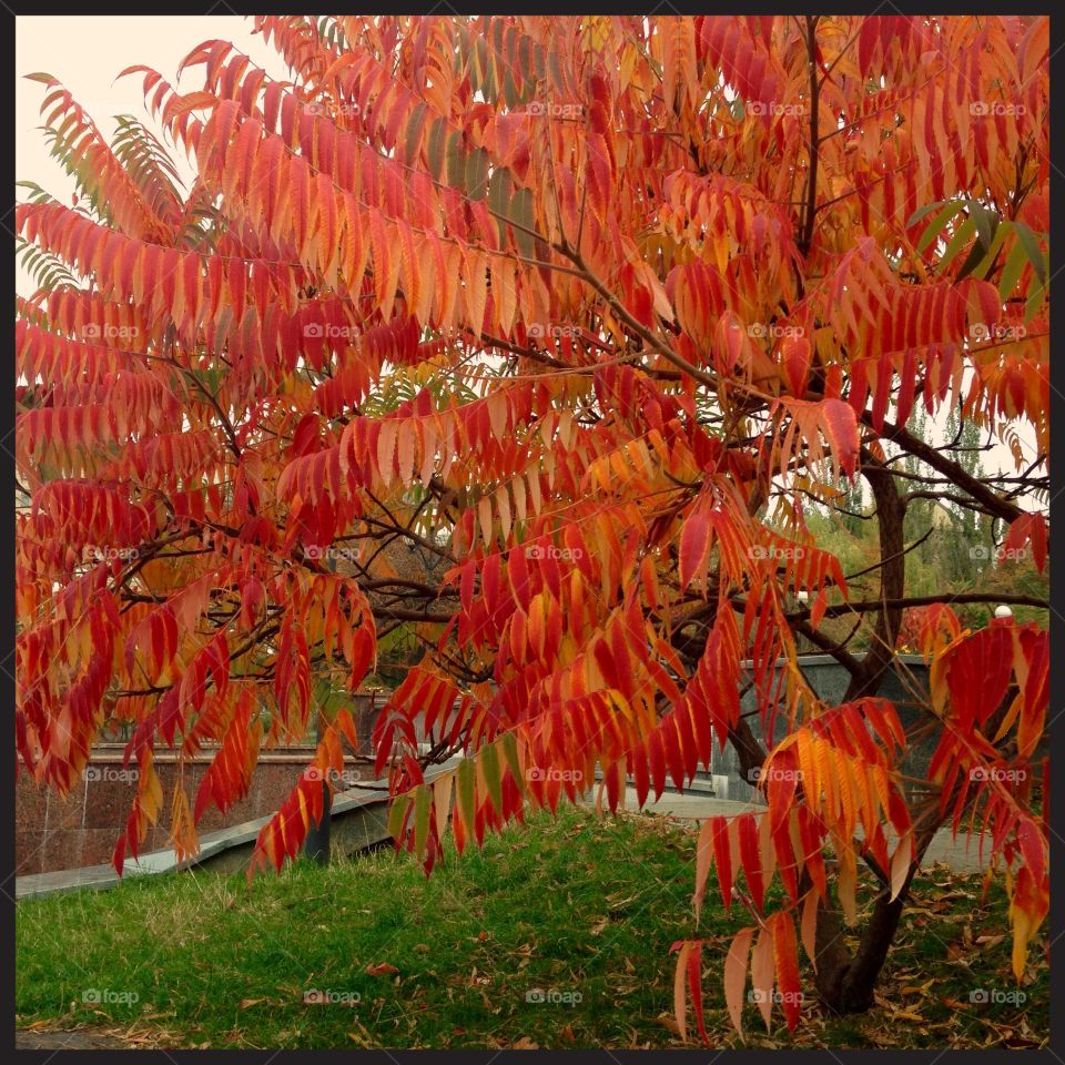 Colours of an autumn 