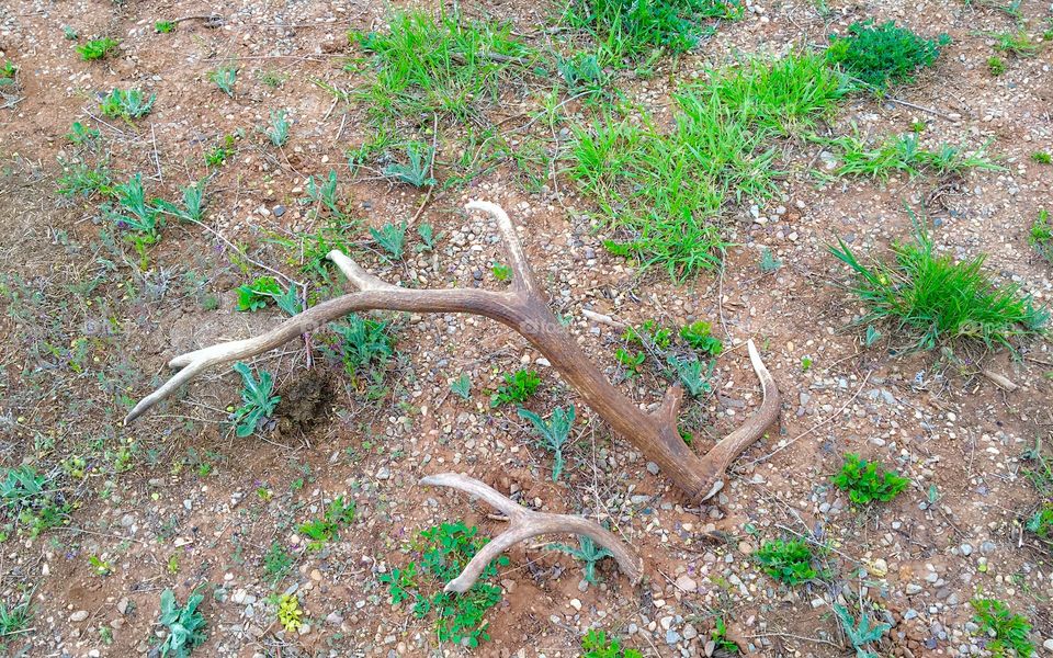 Elk and deer shed