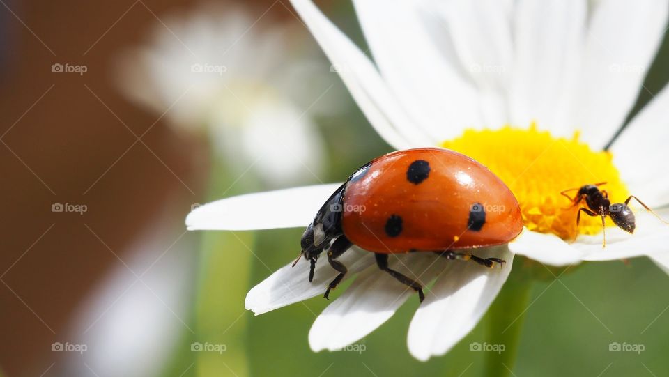 ladybug