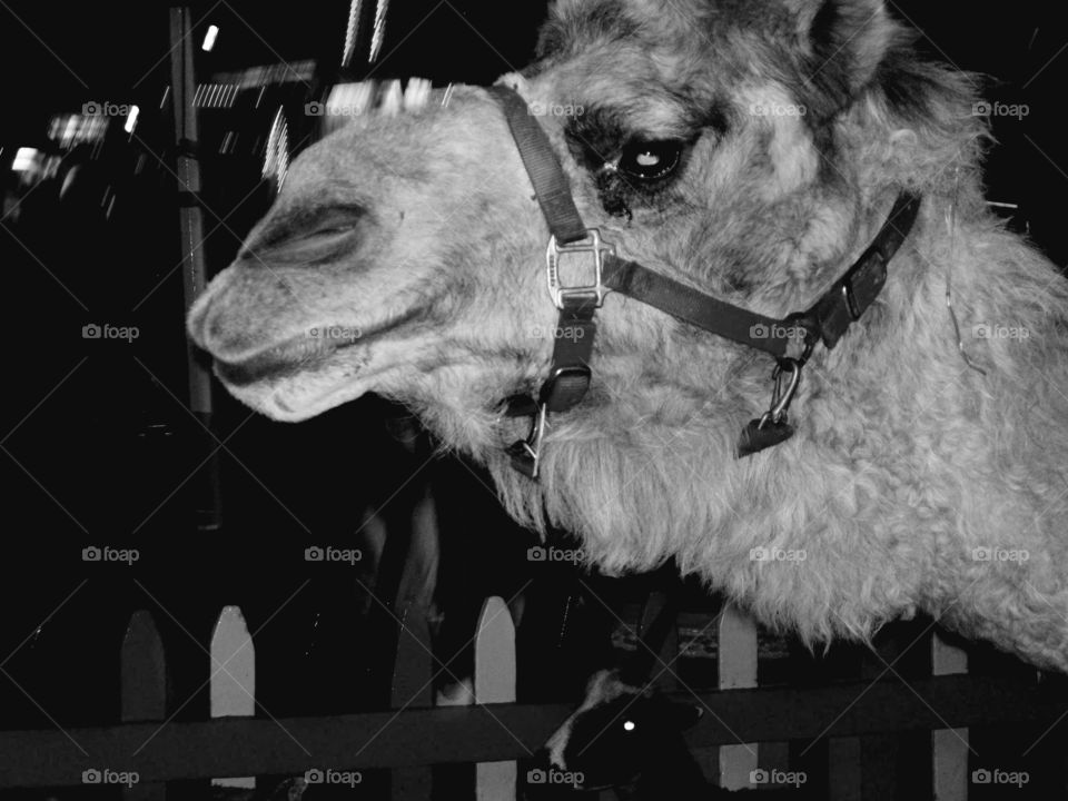 Camel at the carnival