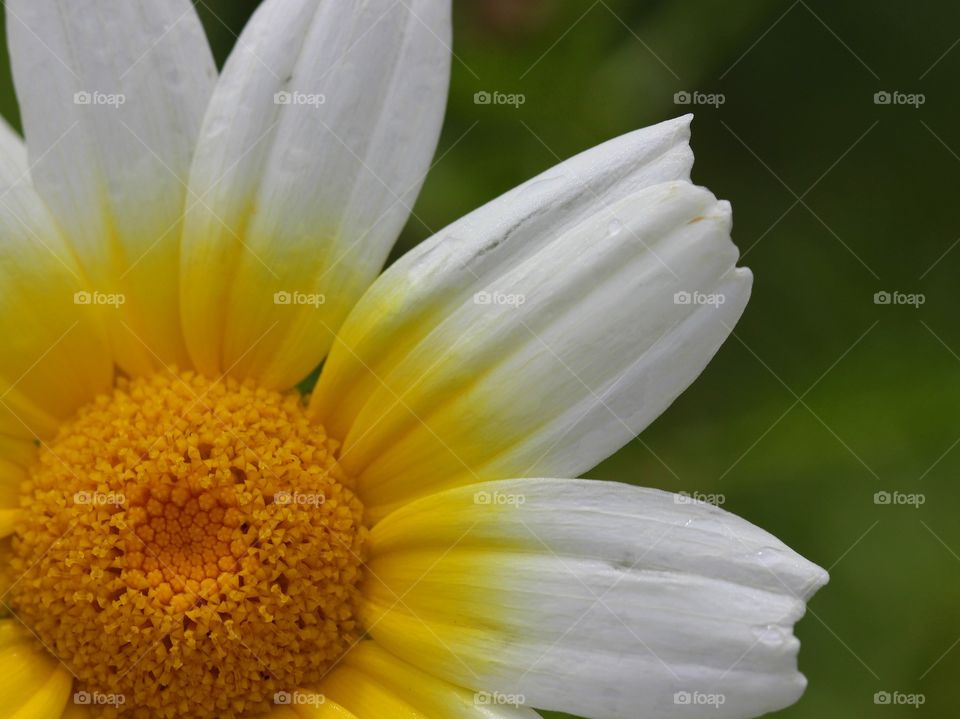Beautiful daisy flower