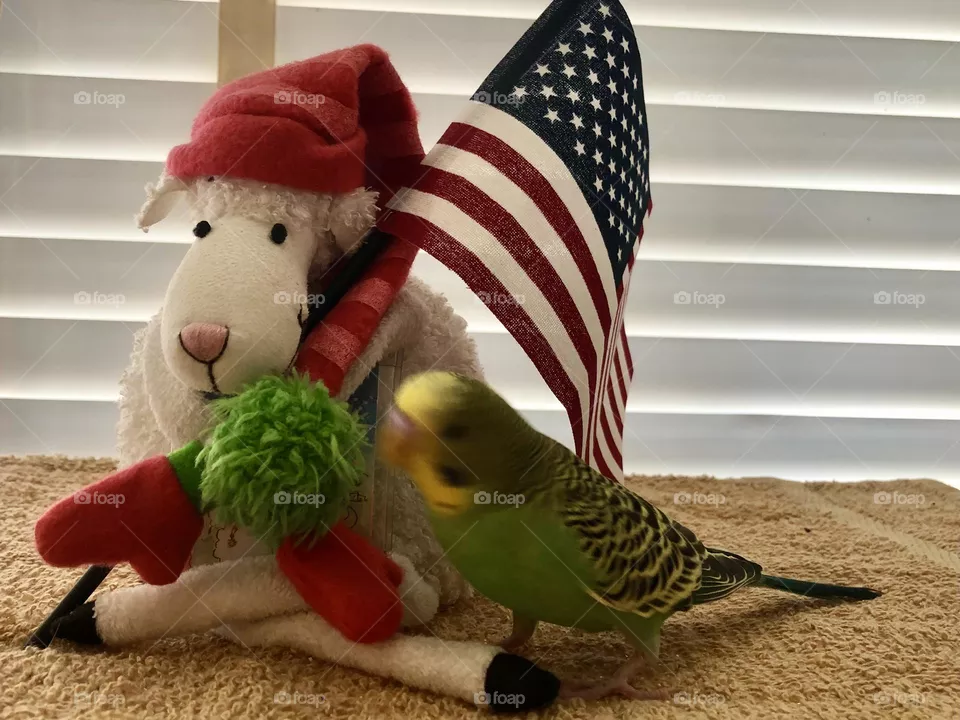 Little parquet  loves the Lamb toy and the USA flag  🇺🇸