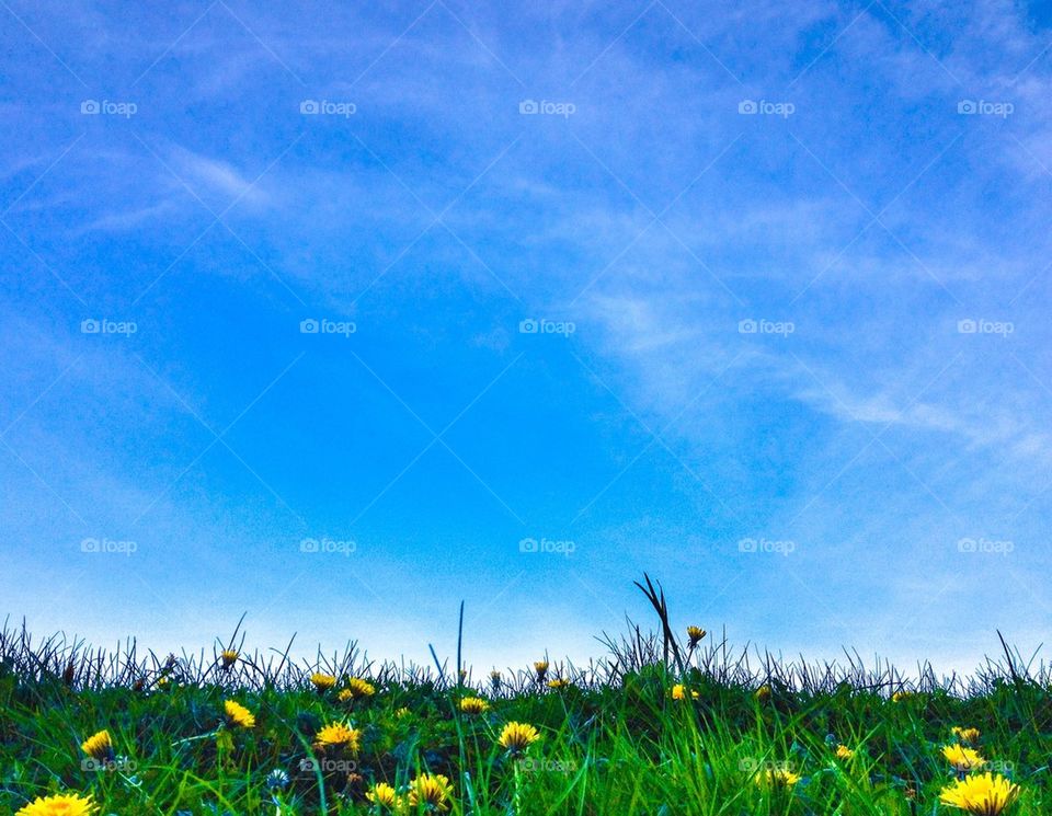 Grass and sky