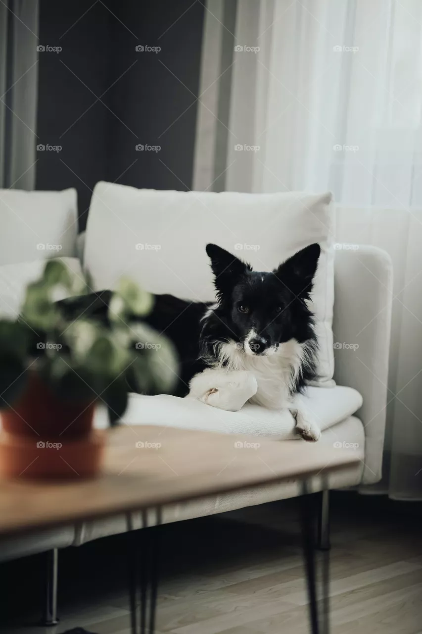 dog