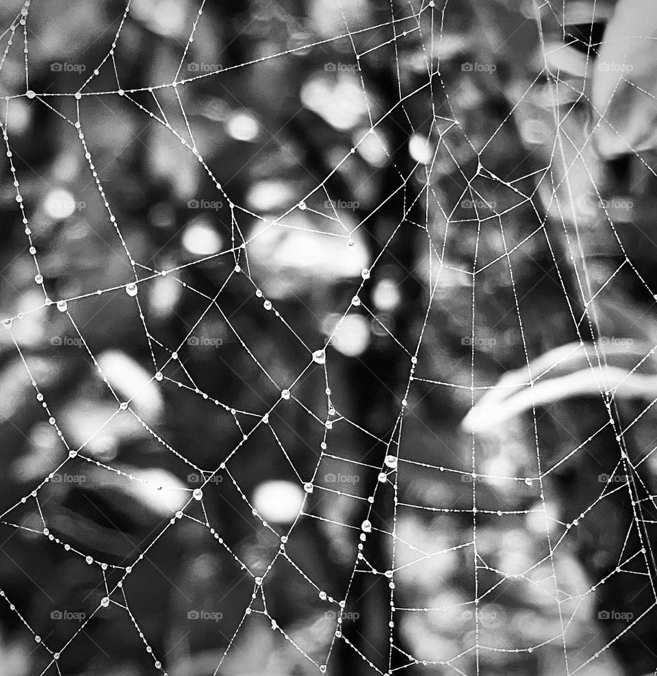 The web 
