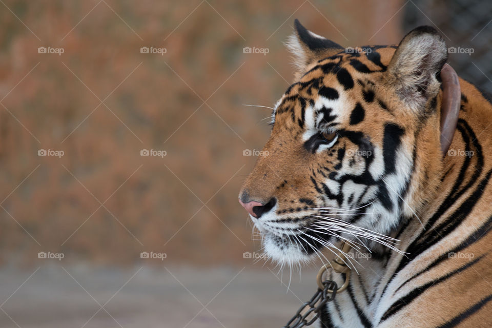 Wildlife, Cat, Animal, Mammal, Tiger