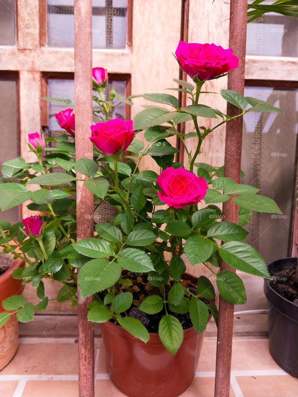 Spring on the window