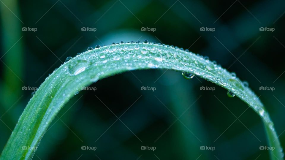 Grass leaf covered with morning dew.