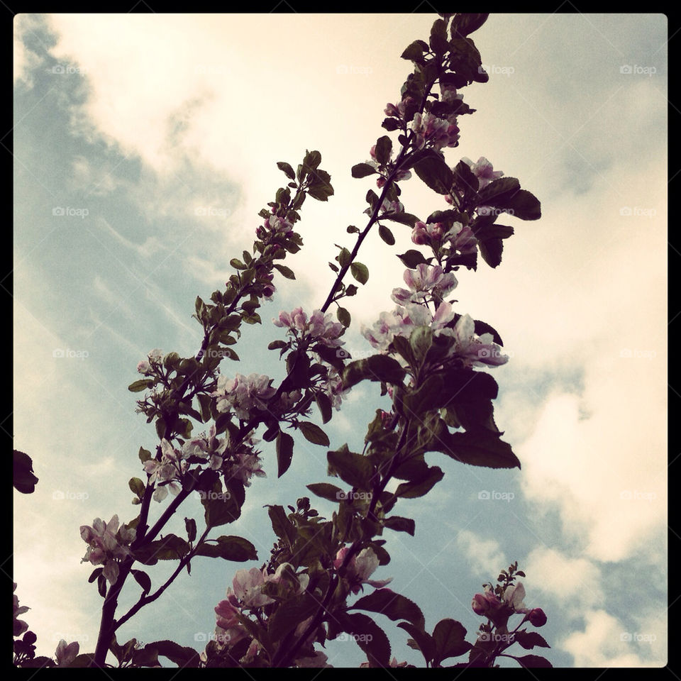 sky city flower united kingdom by PnBpics